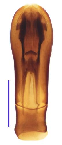 Atholus praetermissus